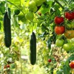 Moestuin beginnen