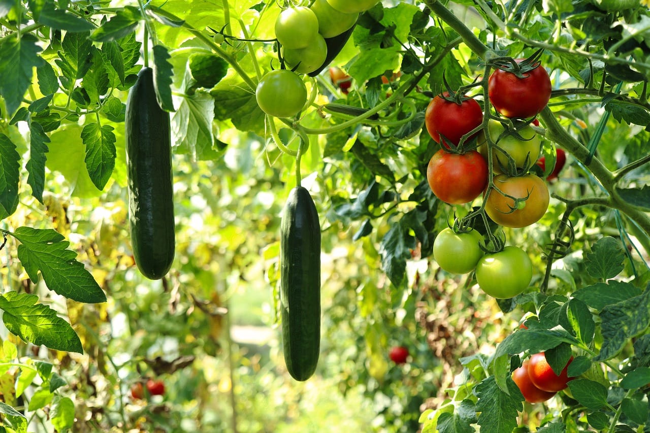 Hoe een moestuin beginnen?
