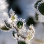 Tuin winterklaar maken
