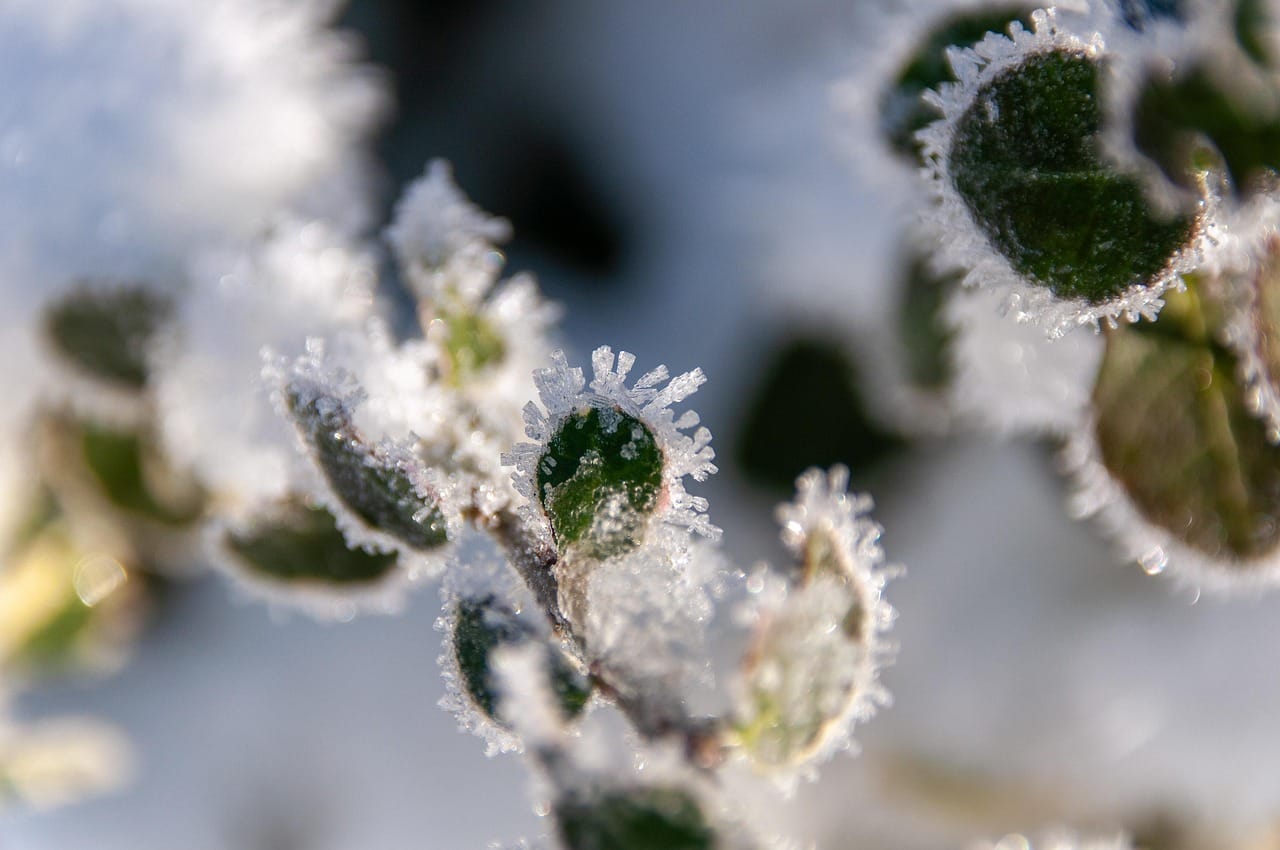 Tuin winterklaar maken